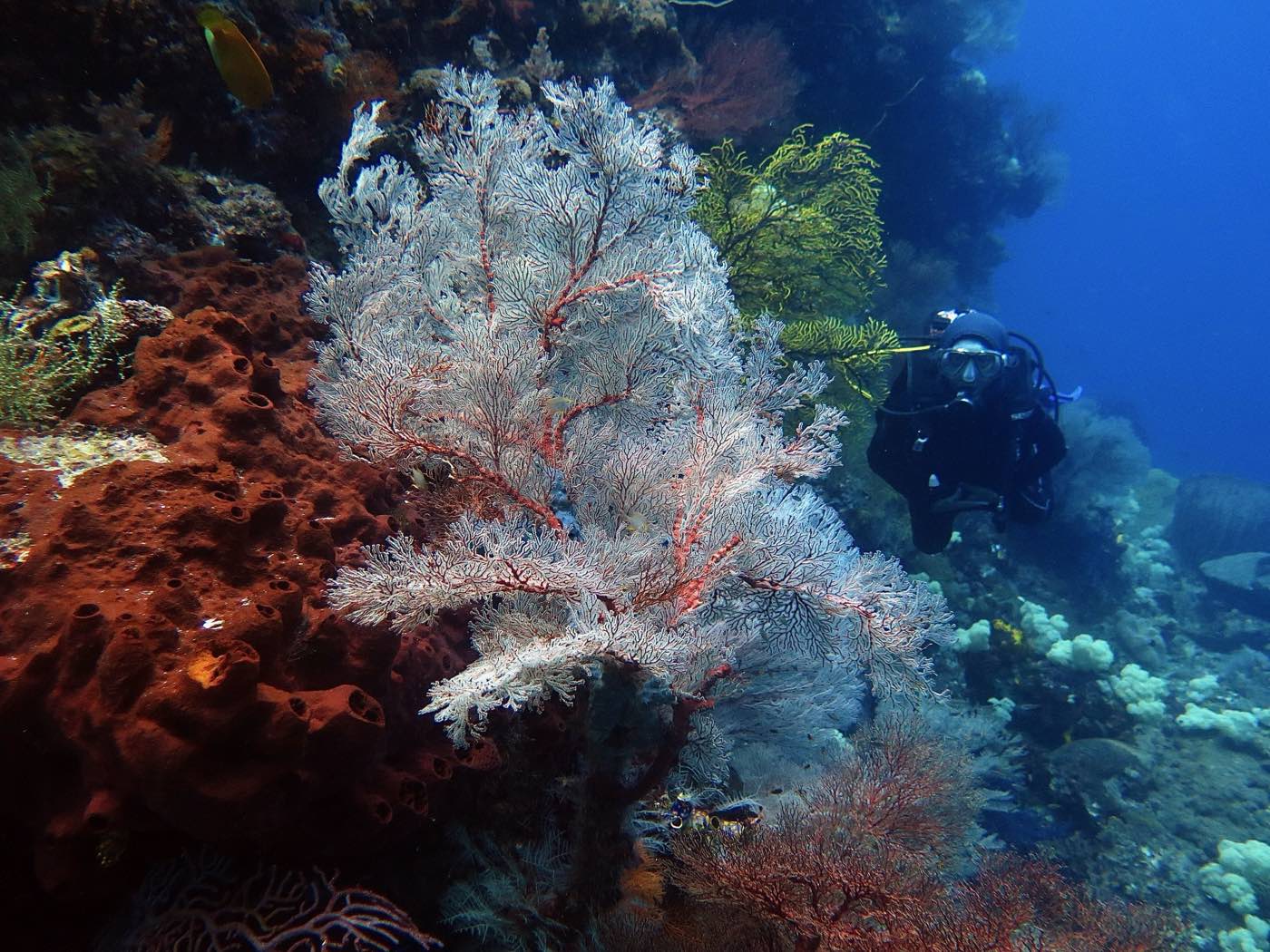 Misool sea fan