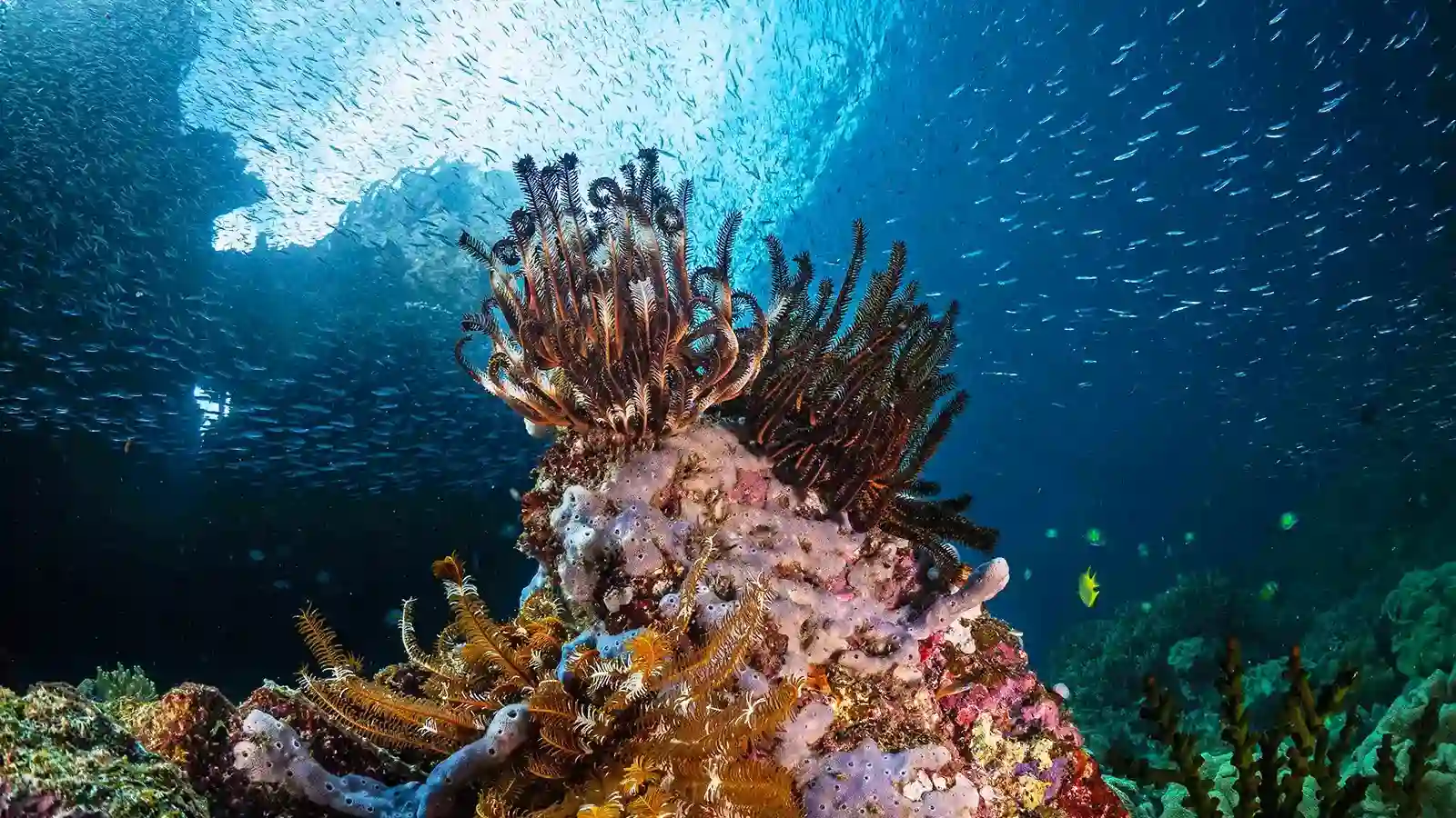 Raja Ampat Under Water | Invest Land Raja Ampat